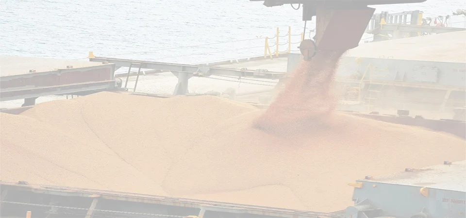 Exportação de soja deve ter salto de 114% em janeiro, projeta Anec