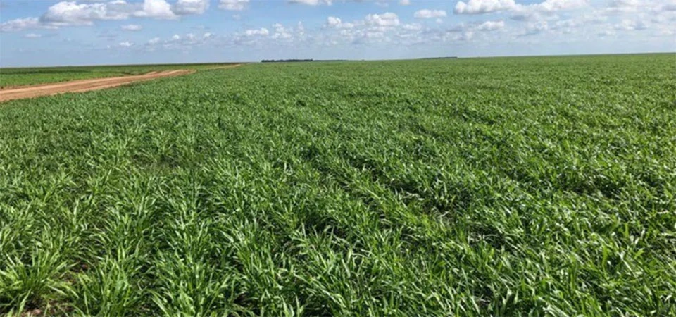 Conversão de pastagens degradadas pode elevar produção de grãos em mais de 50% no Brasil