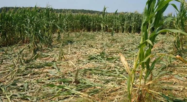 Ataques de javaporcos na safrinha do milho aumentam risco de perdas de até 40% nas lavouras brasileiras