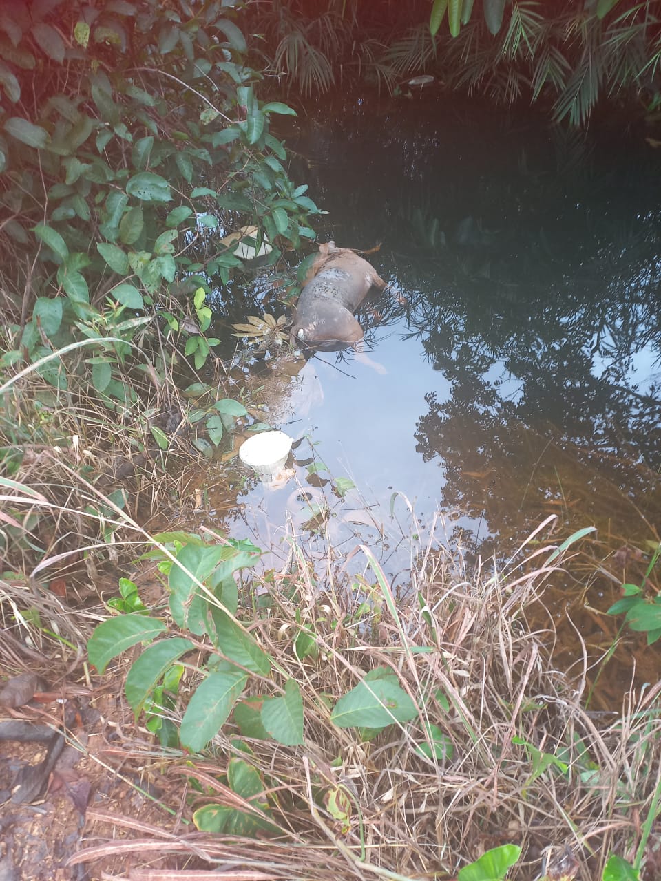 Itanhangá: Animais mortos estão sendo jogados em córrego que é usado por várias famílias