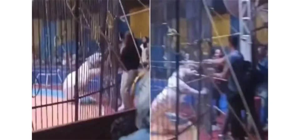 Treinador tem braço amputado ao ser atacado por tigre durante apresentação de circo. Veja vídeo