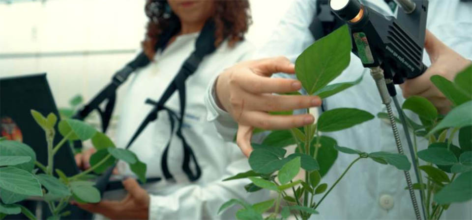 Pesquisadores utilizam técnica para avaliar sintomas de doença na soja