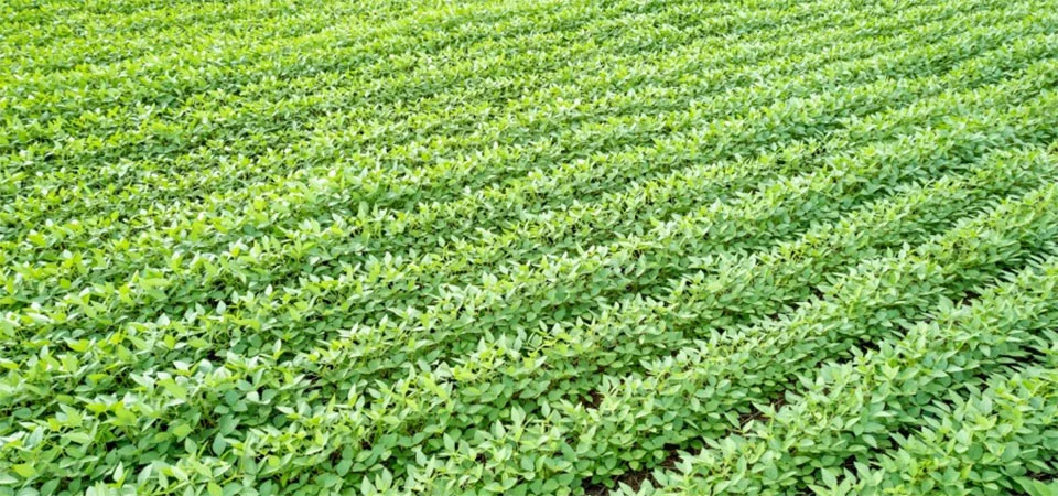 Aprosoja MT vence ação coletiva contra Monsanto e garante direitos dos produtores