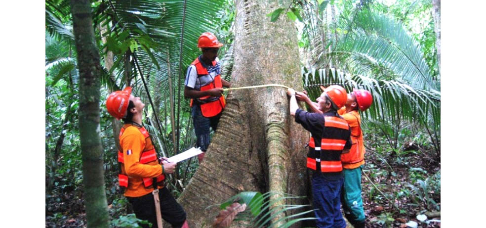 Sema define novas exigências e medidas para setor madeireiro de Mato Grosso extrair matéria prima