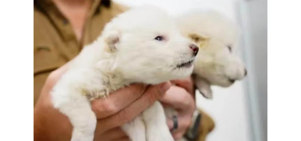 Ciência traz de volta lobo-terrível, espécie extinta há 10 mil anos