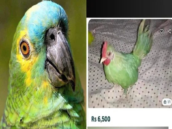 Homem pinta o galo de verde e tenta vendê-lo como papagaio