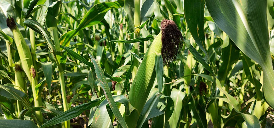 O papel estratégico da soja e do milho na cadeia de proteína animal