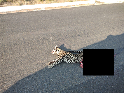 Itanhangá: Jaguatirica é atropelada e morta na MT 242