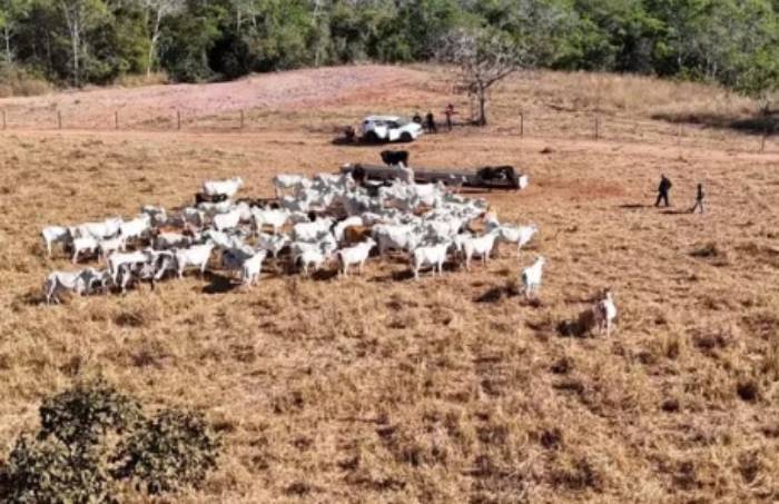 Rebanho de 120 cabeças de gado é apreendido em fazenda suspeita de esconder animais furtados