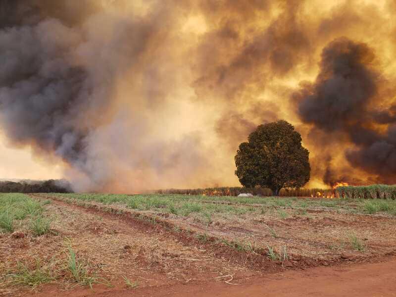 Animais são queimados vivos durante incêndio em fazendas