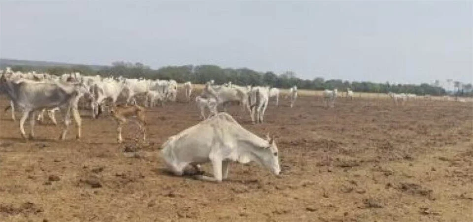 Fazendeiro é multado em R$ 3 milhões por deixar gado morrer de fome