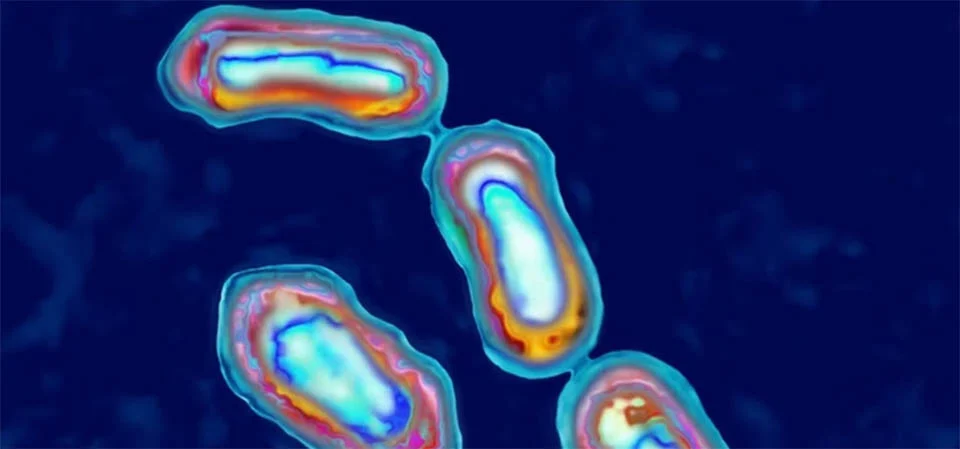 Paciente nos EUA morre com bactéria da “Grande Peste” da Idade Média