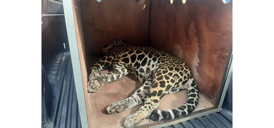 Onça pintada é atropelada e morre na MT 242