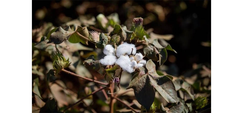 Tapurah: Incêndio destrói 5 mil fardos de algodão