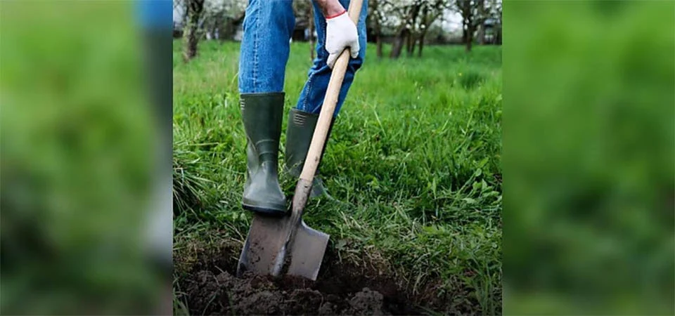 É permitido enterrar o seu animal de estimação no jardim? Veja o que a lei diz