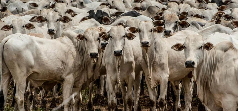 Mato Grosso será reconhecido internacionalmente com certificação inédita de zona livre da febre aftosa sem vacinação