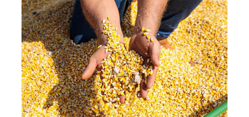 Número de consumidores de carne e grãos produzidos em MT mais que dobra em 9 anos