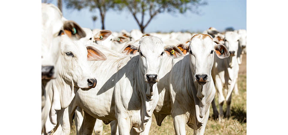 Campanha do Indea para atualização de estoque de rebanho é prorrogada