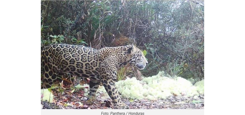 Rara onça-pintada-das-nuvens volta a ser registrada depois de uma década em região de Honduras
