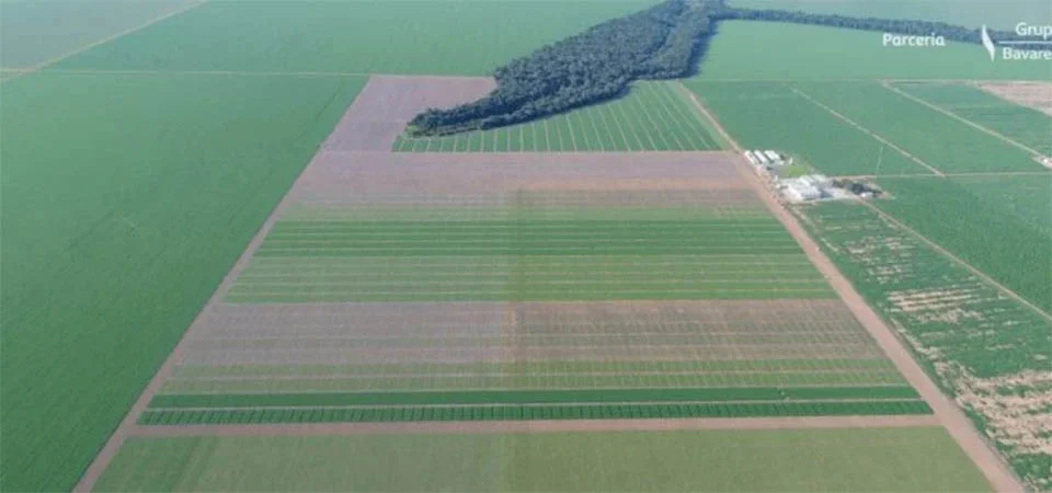 Safra de soja recorde em MT: Fatores climáticos associados à escolha de cultivares foram diferenciais para resultados