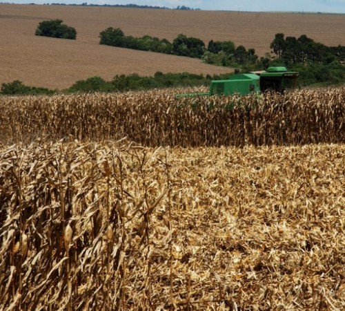 Colheita do milho safrinha atinge 87,9% da área em MT