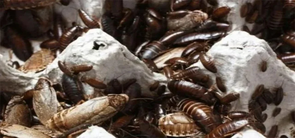 A melhor solução para se livrar das baratas em sua casa é esfregar o chão com esses repelentes naturais