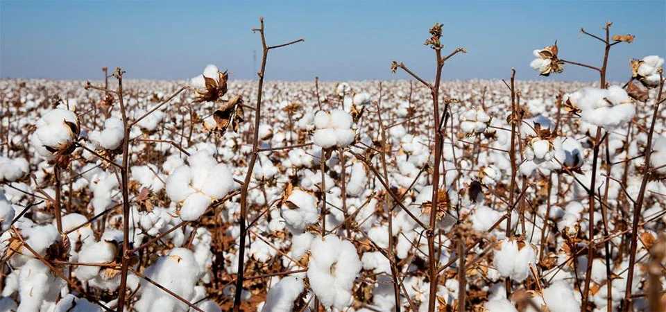 Produtores de algodão de MT têm até sábado (15) para fazer cadastro das propriedades