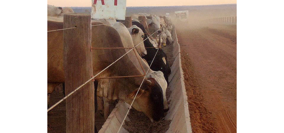 Mercado da pecuária em Mato Grosso teve queda de 3,51%, aponta instituto