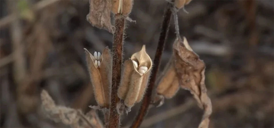 Gergelim de Mato Grosso representa quase 66% da produção nacional