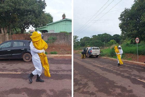 Avó enfrenta enxame de abelhas para salvar netos e sofre mais de 50 ferroadas