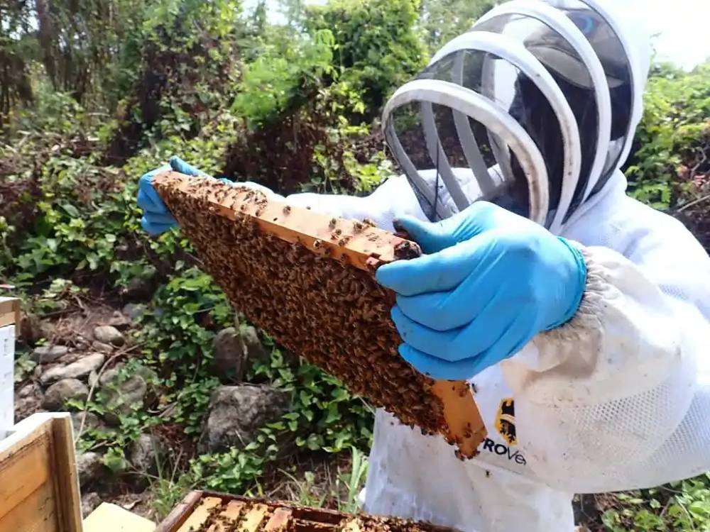 Tratamento orgânico contra ácaro abre caminho para proteger a produção de mel