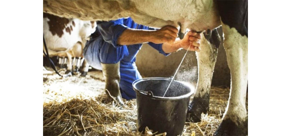 Assembleia Legislativa vai fazer a CPI do Leite em Mato Grosso