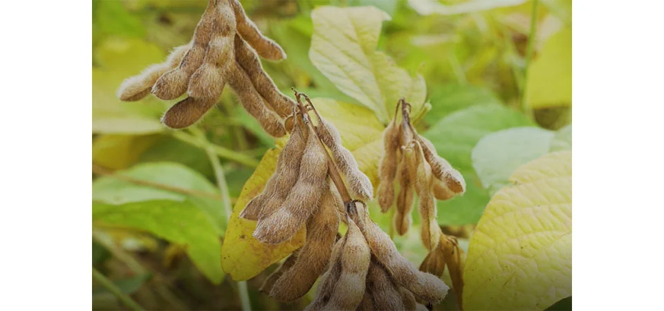 Produtor está mais cauteloso na hora de negociar, diz Imea