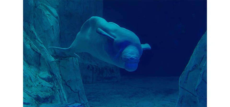 Parque marinho ameaça matar 30 baleias-beluga a menos que receba dinheiro de emergência