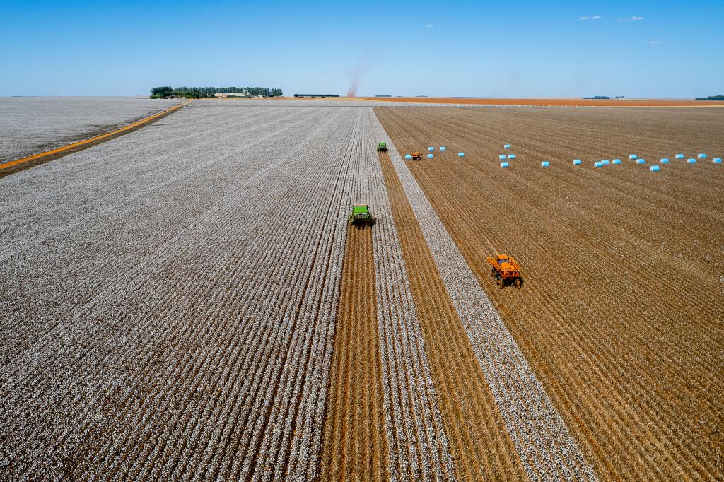 Mato Grosso lidera produção de algodão, soja e milho há décadas e reforça domínio na safra 2025/26