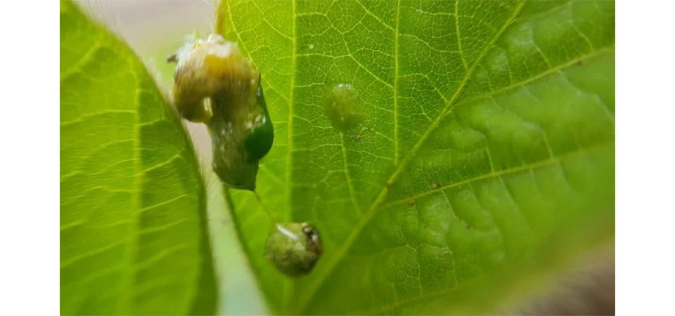 Ameaça de lagartas no início da safra sinaliza desafios para produtores de oleaginosas