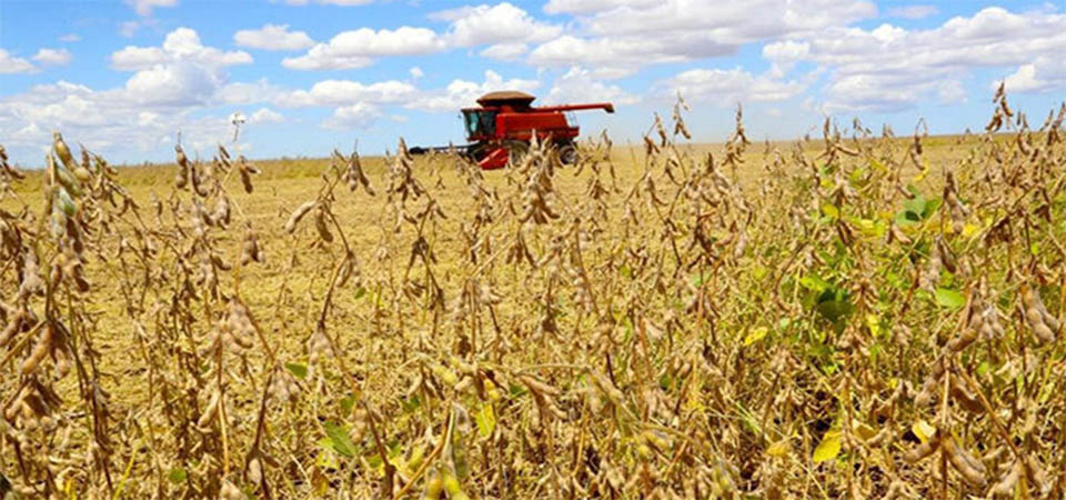 Mato Grosso: Começa colheita da maior safra de soja da história do Brasil