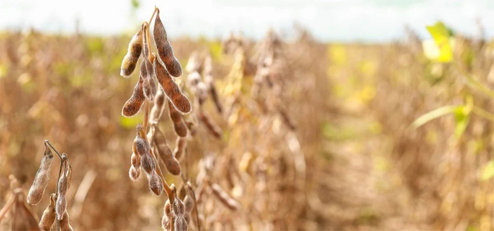 Aprosoja Mato Grosso: Nosso compromisso é com a legalidade!