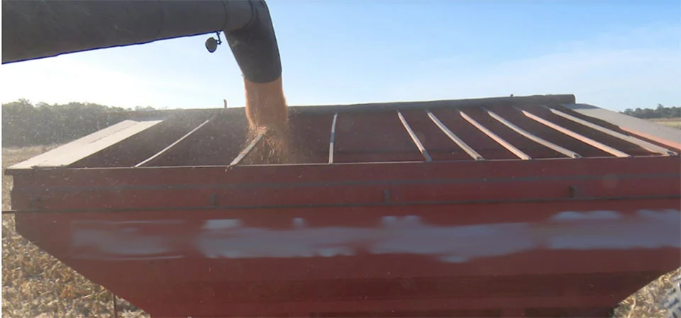 Custo total para produzir milho em Mato Grosso cresce 3,8%