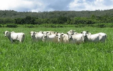 Campanha de Atualização de Estoque de Rebanhos termina na próxima semana, em Itanhangá faltam cerca de 80 podutores