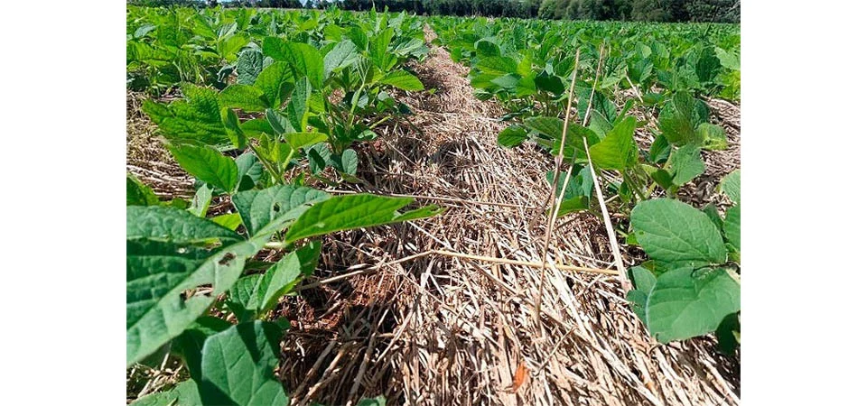 Sistema de plantio direto comemora 50 anos com 32 milhões de hectares semeados no Brasil