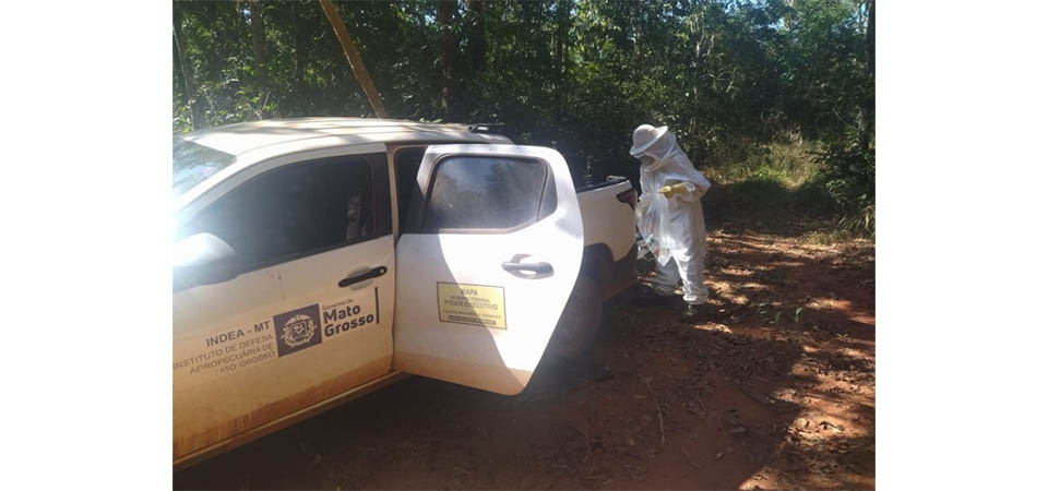 Indea apura mortalidade de abelhas em Sinop e Sorriso