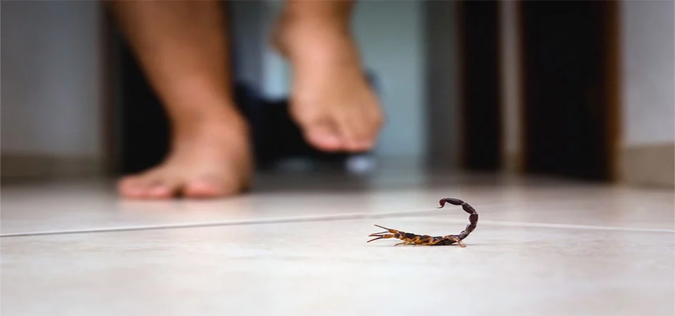 Biólogo explica onde os escorpiões se escondem em casa