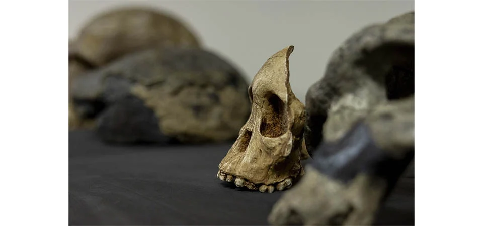 Pré-história: saiba quais são os fósseis mais famosos do mundo