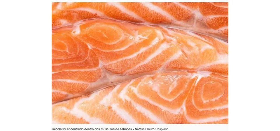 Cientistas encontram primeiro animal capaz de sobreviver sem oxigênio