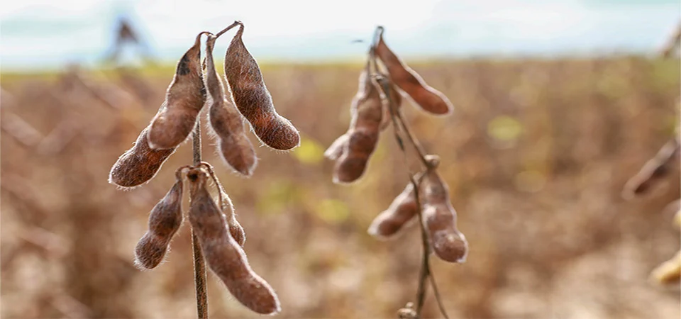 Salto na demanda por biodiesel desafia setor a expandir processamento de soja