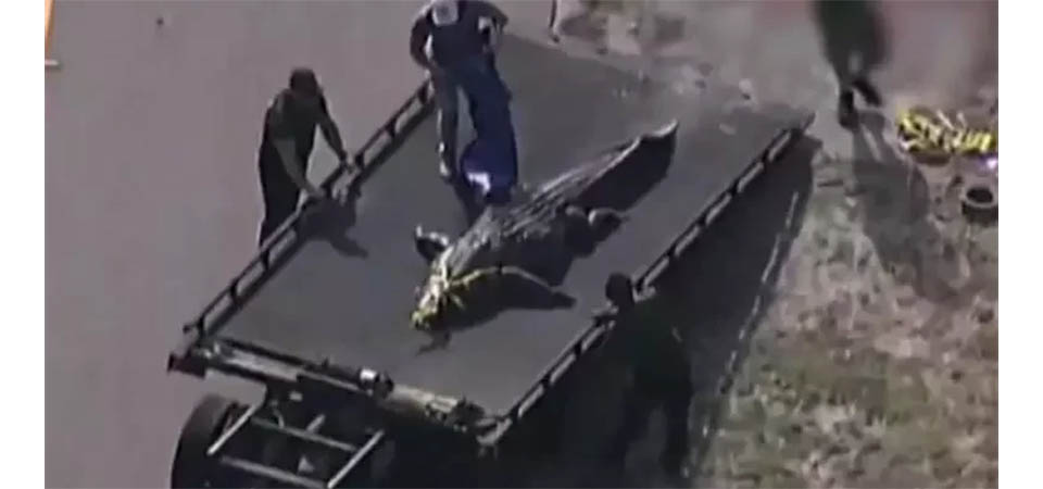 Mulher é devorada por crocodilo: ‘Ninguém merece morrer assim’, diz filha