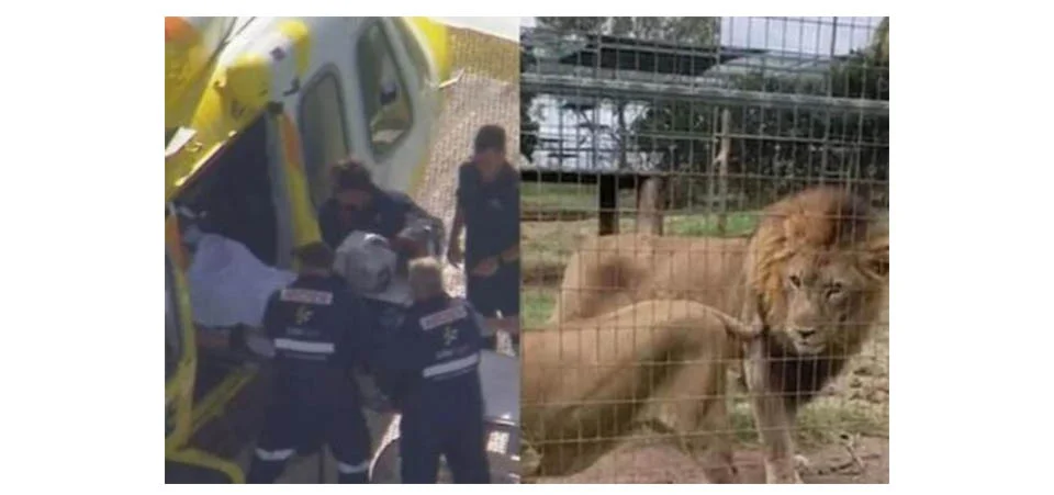 Mulher tem braço arrancado por leão em zoológico