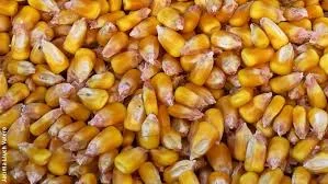 Área de milho em Mato Grosso cresce mas produtividade pode ser menor, prevê IMEA