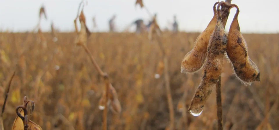 Chuvas intensas comprometem a colheita da soja e geram prejuízos para produtores em MT